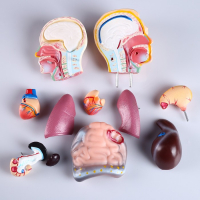 Макет "Торс человека" 42 см Макет "Торс человека" 42 см