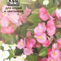 Бегония Бада бум F1, смесь сортов 5 шт  (2027; 71.96.02 /1)