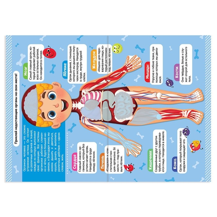 Наклейки набор &laquo;Тело человека&raquo;, 2 шт. по 16 стр.