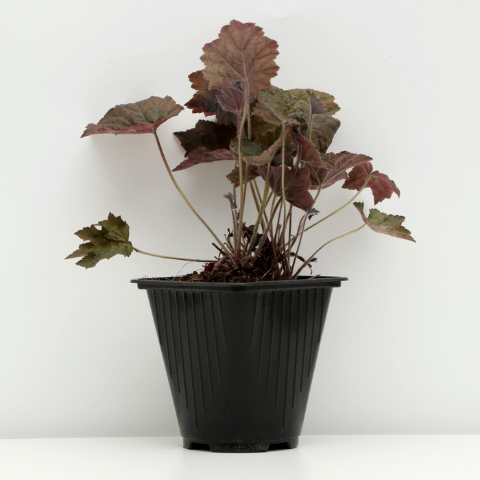 Гейхера гибридная Гейхера гибридная "Капучино", Горшок С3, 1 шт, Весна 2024