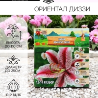 Лилия &laquo;Ориентал Диззи&raquo;, луковица в пакете с перфорацией, р-р 14/16, 2 шт.