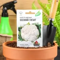 Семена Капуста цветная "Осенний гигант", ц/п, 0,1 г серия ХИТ х3