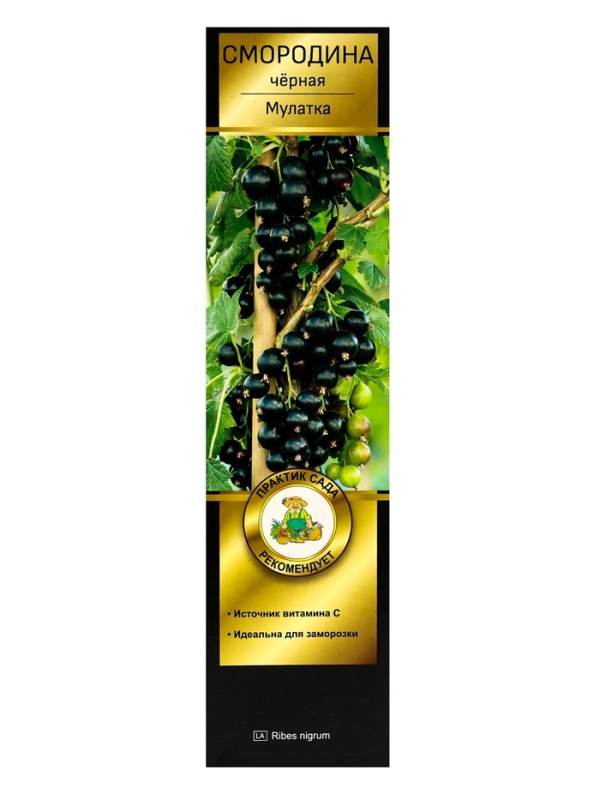 Смородина черная &laquo;Мулатка &raquo;, перспективные сорта, саженец, плодовый, 1 шт., туба