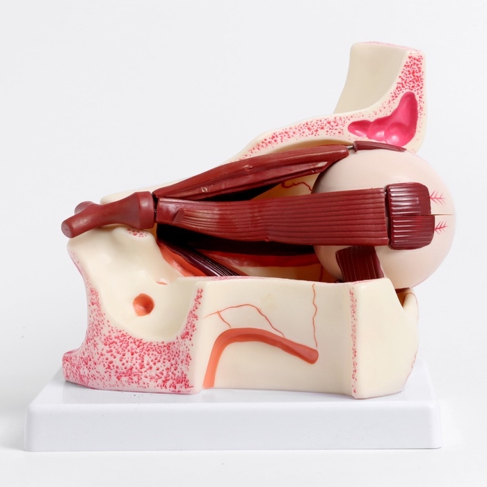 Макет "Глаз человека в разрезе" 20*17*16см