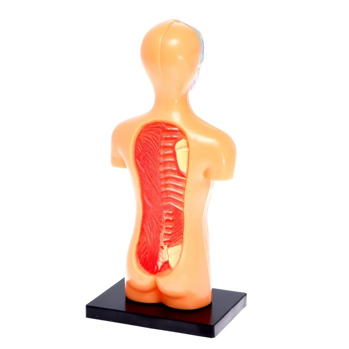 Набор для опытов &laquo;Анатомия человека&raquo;