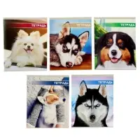 Тетрадь 48 листов в клетку Calligrata &laquo;Собачьи мордочки&raquo;, обложка мелованный картон, блок №2, белизна 75% (серые листы), МИКС