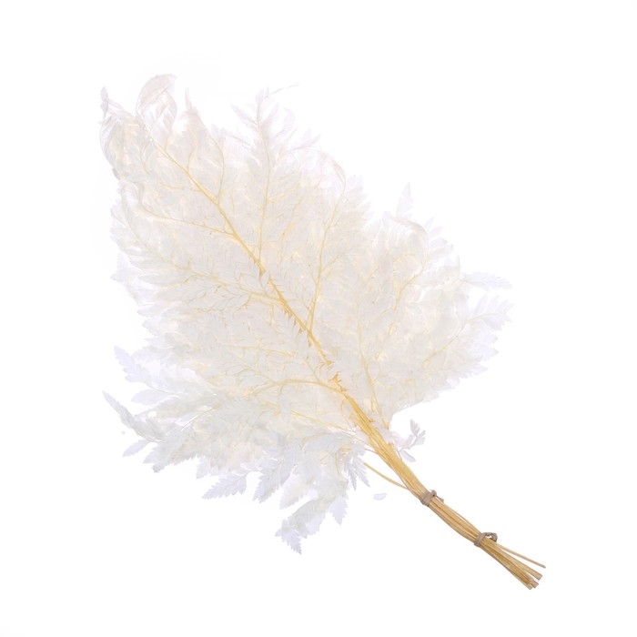 Сухоцвет &laquo;Папоротник&raquo;, белый, 10 шт. в упаковке