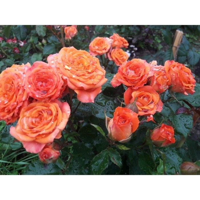 Саженец Розы Саженец Розы "Келли", Горшок С4, Лето 2024