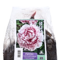 Пионы молочноцветковые и гибриды "Сара Бернар ", 1 шт, р-р 2-3, Весна 2025