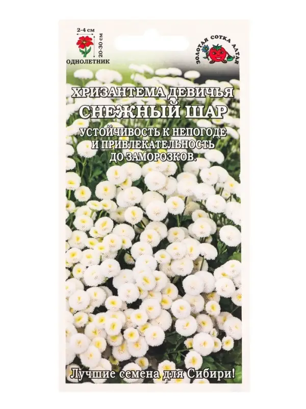 Семена Хризантема Снежный шар /Сотка/ 0,05г/ бел. махр. девичья h-30см, d-4см/*1800