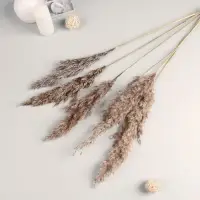 Сухоцветы &laquo;Камыш&raquo;, h=80 см, (фасовка 5 шт., цена за 1 шт.), бежевые