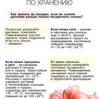 Лилейник Double Pink Wonder, многолетник, корневище в пакете с торфогрунтом, р-р I, 1 шт.