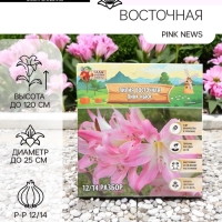 Лилия Восточная Pink News, луковица в пакете с перфорацией, р-р 12/14, 3 шт.