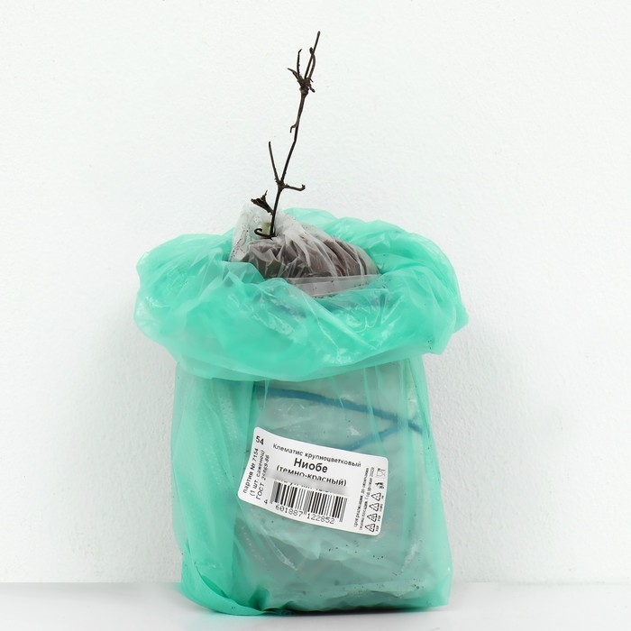 Клематис крупноцветковый Клематис крупноцветковый "Ниобе ", 1 шт, туба, Весна 2025