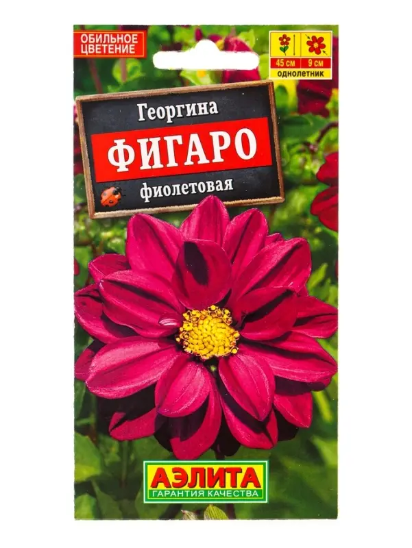 Семена цветов Георгина Фигаро махровая фиолетовая , Ц/П,7 шт.