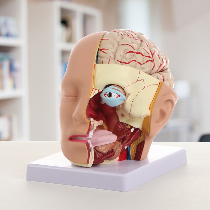 Макет "Голова человека" разборная, 20х20х15см