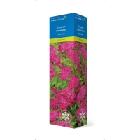 Спирея японская (Серия Северный сад) "Фробели" 1 шт, туба, Весна 2025