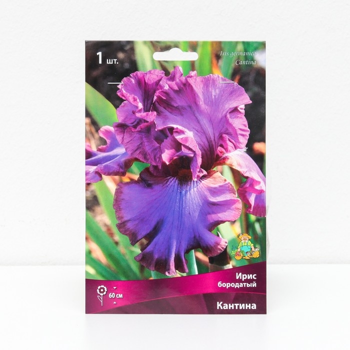 Ирис бородатый "Кантина ", 1 шт, р-р I, Весна 2025
