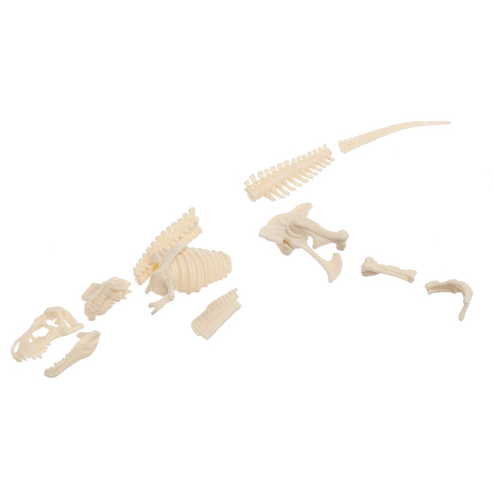 Набор для опытов &laquo;Диномир: Тираннозавр&raquo;, строение тела динозавра, 33 детали