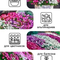 Семена цветов Алиссум &laquo;Ежевичные меренги&raquo;, 5 шт.