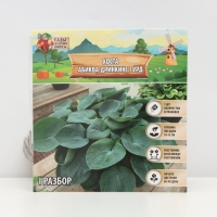 Хоста &laquo;Абиква Дринкинг Гурд&raquo;, корневище в пакете с торфогрунтом, р-р I, 1 шт.