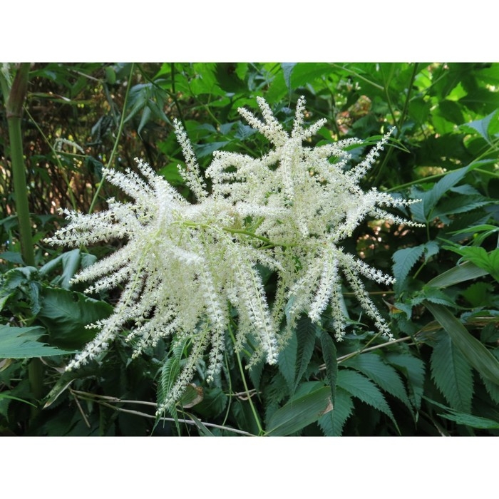 Волжанка двудомная, С2 горшок, Н10-50 высота, 1 шт, Осень 2024 Волжанка двудомная, С2 горшок, Н10-50 высота, 1 шт, Осень 2024