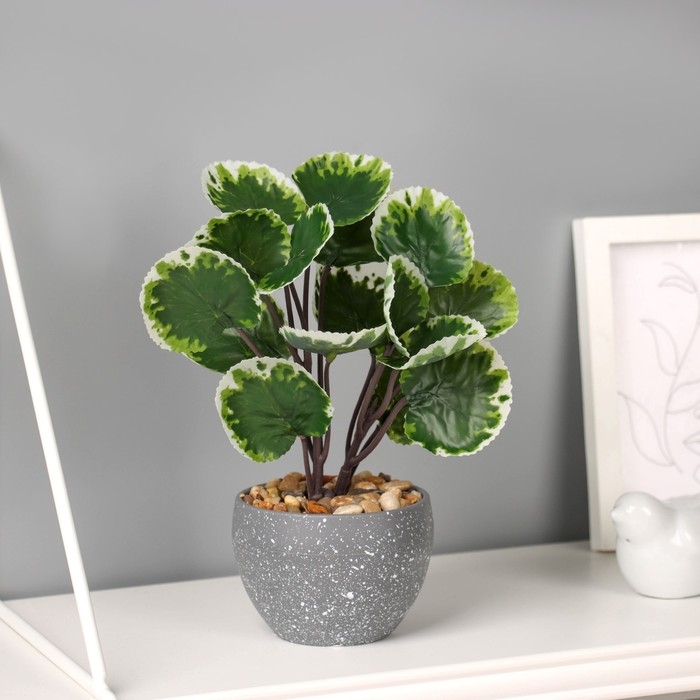 Бонсай в горшке Бонсай в горшке "Колеус премиум" 22х9 см, микс