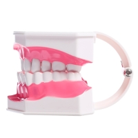 Игровой набор &laquo;Макет челюсти человека&raquo;, 12 &times; 9 см, с щёткой, щётка цвета МИКС