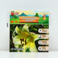 Лилия гибридная &laquo;Конка Дор&raquo;, луковица в пакете с перфорацией, р-р 14/16, 2 шт.