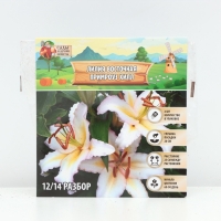 Лилия Восточная Primrose Hill, луковица в пакете с перфорацией, р-р 12/14, 2 шт.