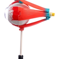 ЭВРИКИ Набор для опытов "Строение глаза", анатомическая модель ЭВРИКИ Набор для опытов "Строение глаза", анатомическая модель