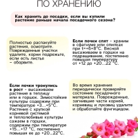 Гладиолус Низкорослый (мини) смесь сортов, луковица цветов в пакете с перфорацией, р-р 10/+ , 7 шт.