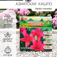 Лилия Азиатская Кашпо Trendy Havanna, луковица в пакете с перфорацией, р-р 12/14, 2 шт.