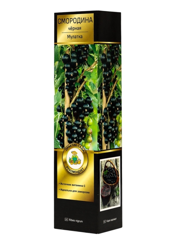 Смородина черная &laquo;Мулатка &raquo;, перспективные сорта, саженец, плодовый, 1 шт., туба