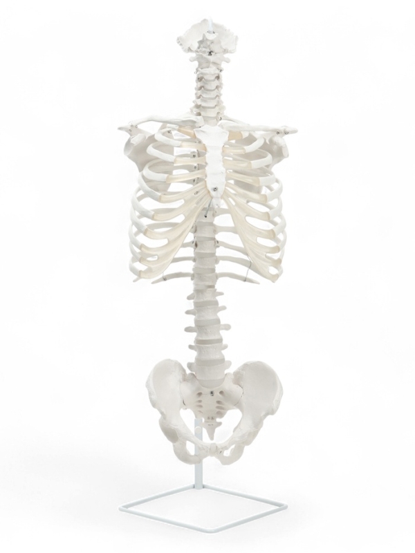 Макет "Поясничный отдел позвоночника, тазобедренный сустав" 40*26см