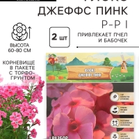 Флокс &laquo;Джеффс Пинк&raquo; корневище в пакете с торфогрунтом, р-р I, 2 шт.