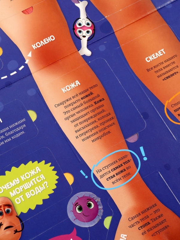 Книга - раскладушка детская &laquo;Как устроено моё тело&raquo;, 40 окошек