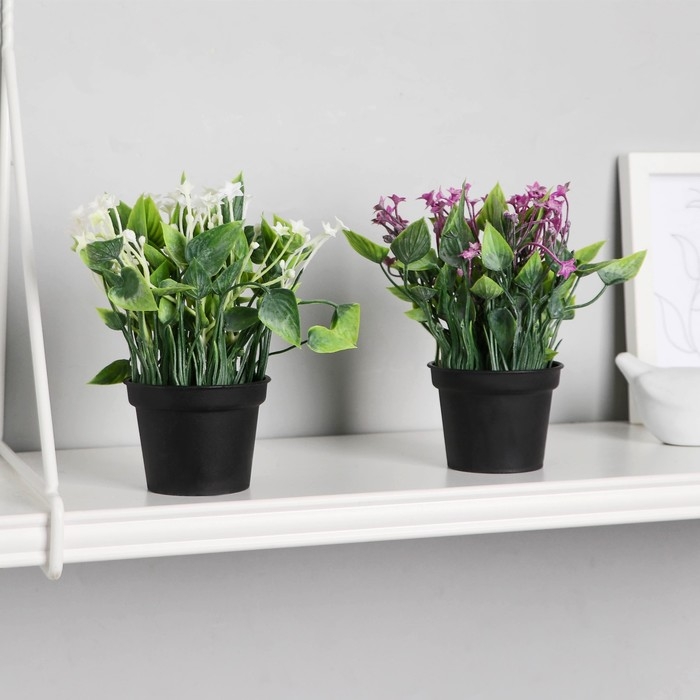 Бонсай в горшке Бонсай в горшке "Кислица люкс" 7х14 см, микс