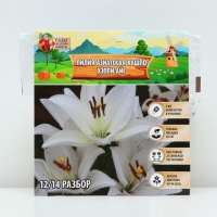 Лилия Азиатская Кашпо Happy Ice, рлуковица в пакете с перфорацией, -р 12/14, 2 шт.