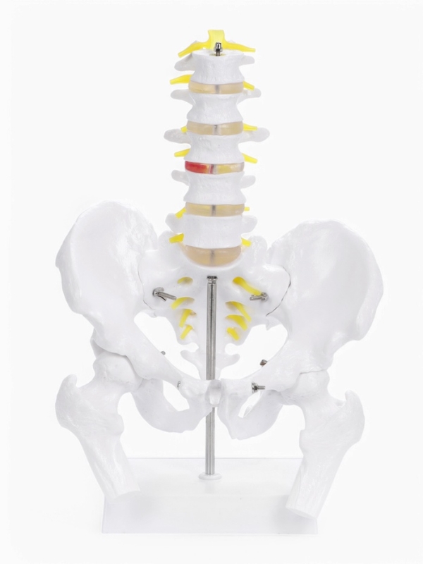 Макет "Грудная клетка, тазовые кости" 65*33*25см
