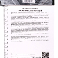 Посконник "пятнистый Беби Джо", 1 шт, р-р I, Весна 2025