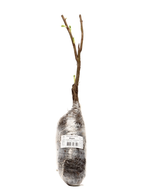 Смородина черная &laquo;Нара&raquo;, традиционные сорта, саженец, плодовый, 1 шт., туба