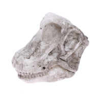 Игровой набор «Эпоха динозавров», 2 артефакта, с эпоксидной смолой Игровой набор «Эпоха динозавров», 2 артефакта, с эпоксидной смолой