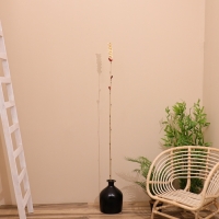 Сухоцвет на бамбуковом стебле 150 см белый Сухоцвет на бамбуковом стебле 150 см белый