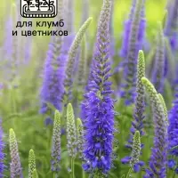 Семена Вероника "Синяя", ц/п,   0,02 г