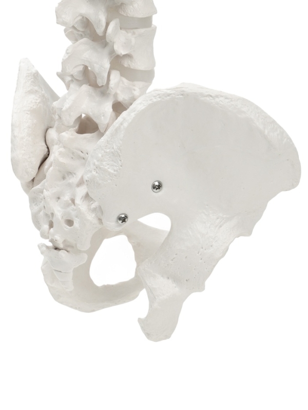 Макет "Поясничный отдел позвоночника, тазобедренный сустав" 40*26см