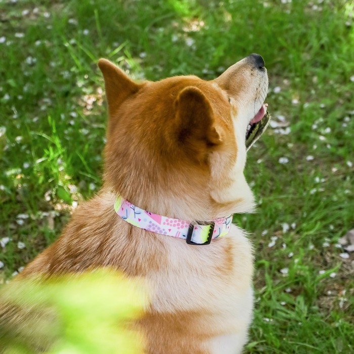 Ошейник «Сочное настроение», застёжка - фастекс, 2.5 см, 40-55 см Ошейник «Сочное настроение», застёжка - фастекс, 2.5 см, 40-55 см