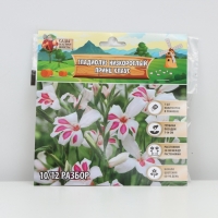 Гладиолус Низкорослый &laquo;Принц Клаус&raquo;, луковица цветов в пакете с перфорацией, р-р 10+, 7 шт.