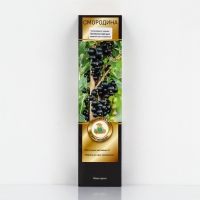 Смородина черная &laquo;Орловская серенада &raquo;, перспективные сорта, саженец, 1 шт., туба