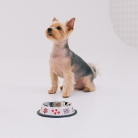 Миска металлическая для собаки с нескользящим основанием &laquo;Дай!&raquo;, 235 мл, 15х3.5 см